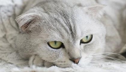 华体会体育官方网站-拉夫被摆上交易货架 绿军掘金开拓者是潜在下家